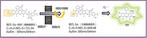 超氧化物特异性荧光探针BES-So(Cell-impermeant)-价格-厂家-供应商-WAKO和光纯药（和光纯药工业株式会社）