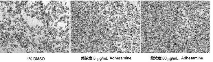 Adhesamine 促进细胞增殖和细胞粘附的低分子量化合物-价格-厂家-供应商-WAKO和光纯药（和光纯药工业株式会社）