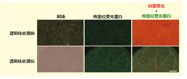ClearSee®-价格-厂家-供应商-富士胶片和光（广州）贸易有限公司