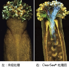 ClearSee®-价格-厂家-供应商-富士胶片和光（广州）贸易有限公司