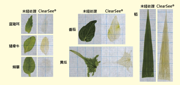 ClearSee®-价格-厂家-供应商-富士胶片和光（广州）贸易有限公司