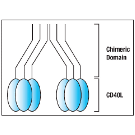 重组人MEGACD40L® 蛋白（可溶）-价格-厂家-供应商-富士胶片和光（广州）贸易有限公司