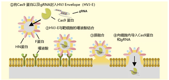Cas9 蛋白/gRNA 转染试剂-价格-厂家-供应商-富士胶片和光（广州）贸易有限公司